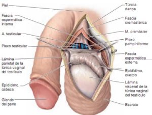 anatomia testiculo