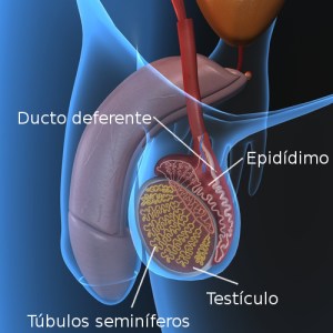cancer testiculo